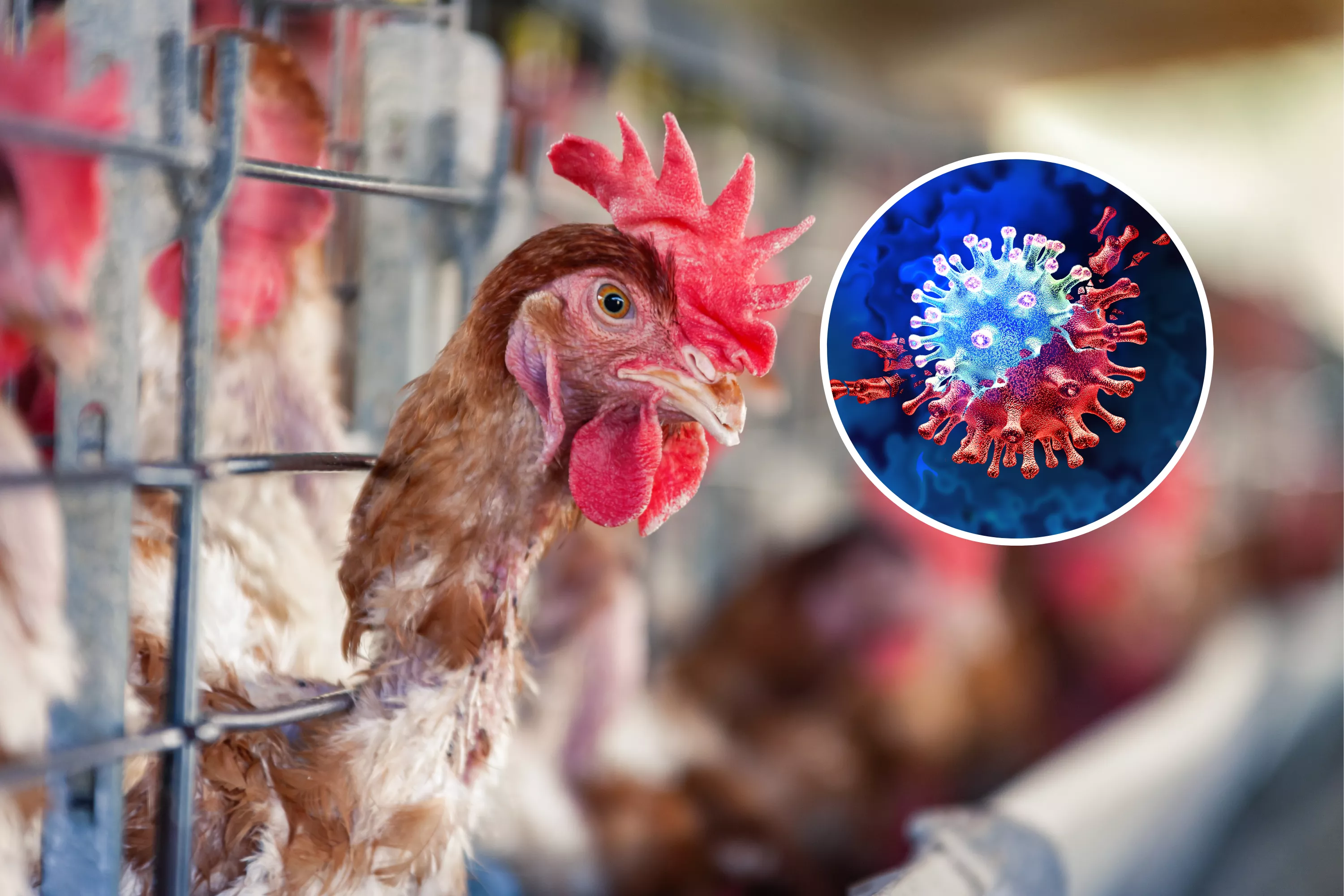Bird flu warning over new virus risk: "significant public health concern"