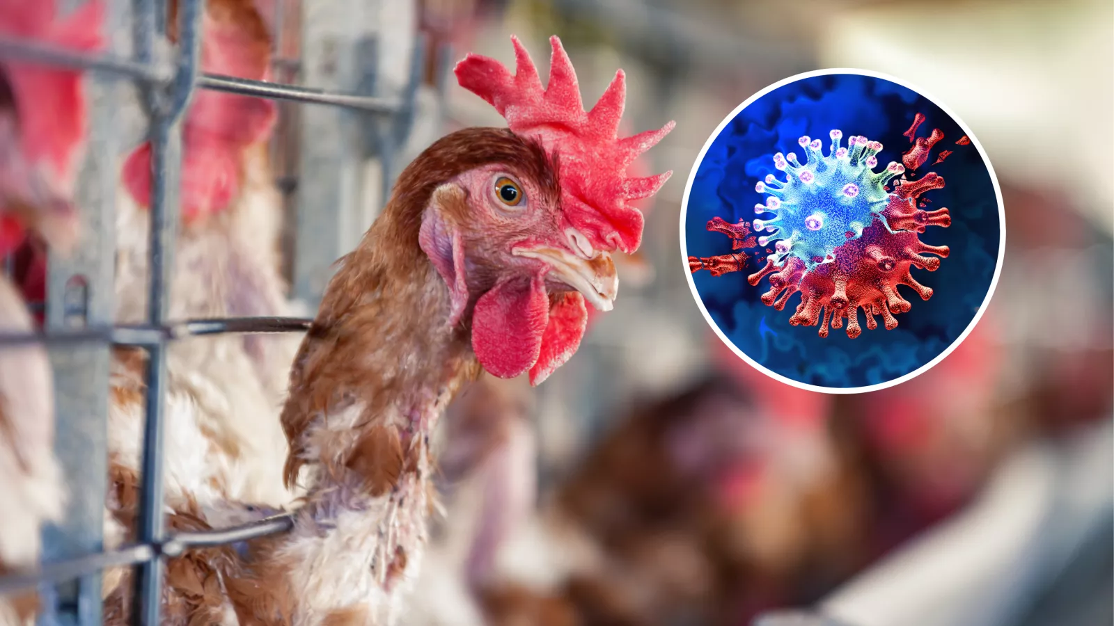 Bird flu warning over new virus risk: "significant public health concern"