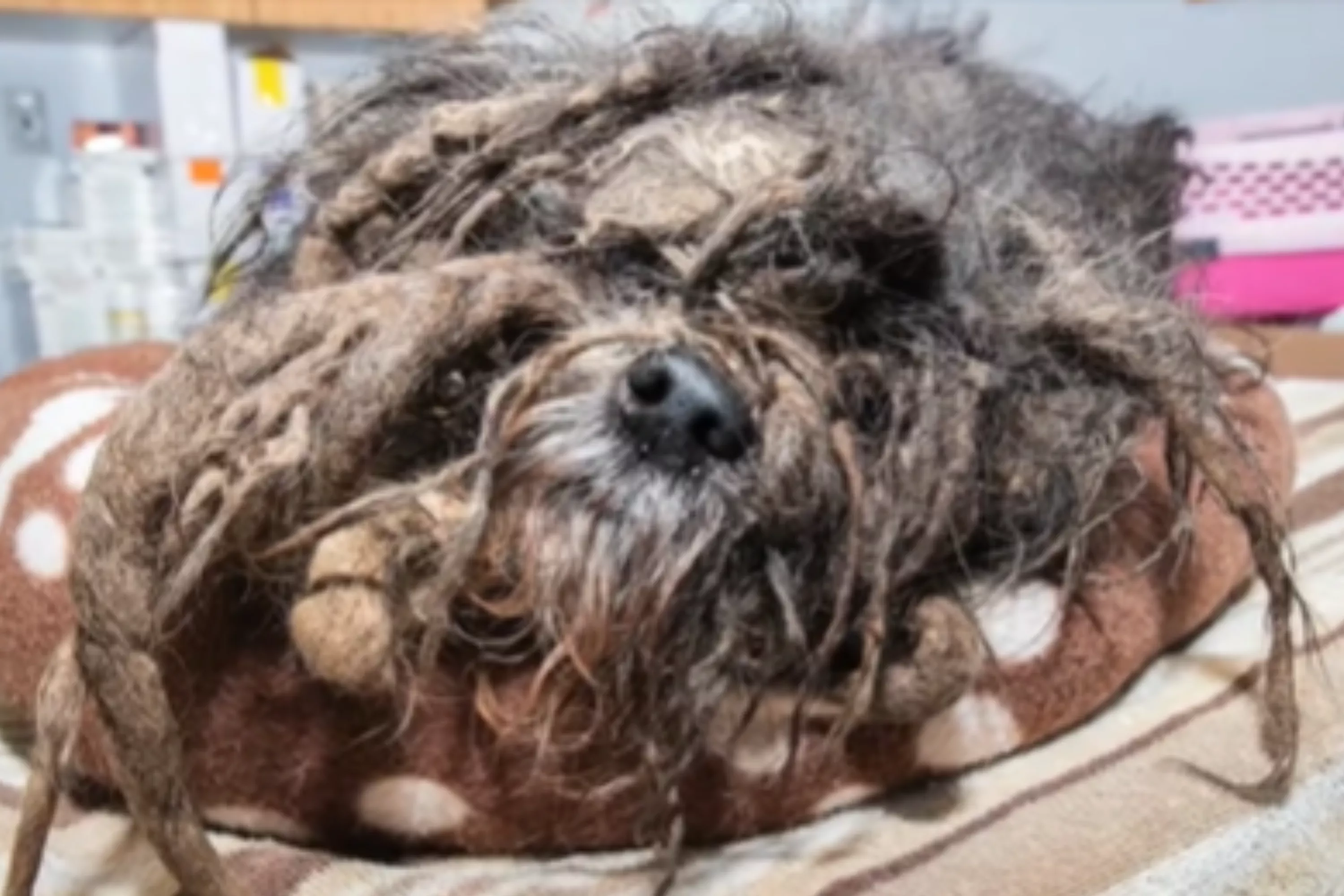 Groomer called to help dog in "worst case of matting" she's ever seen