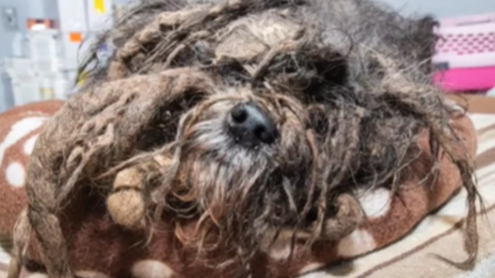 Groomer called to help dog in "worst case of matting" she's ever seen