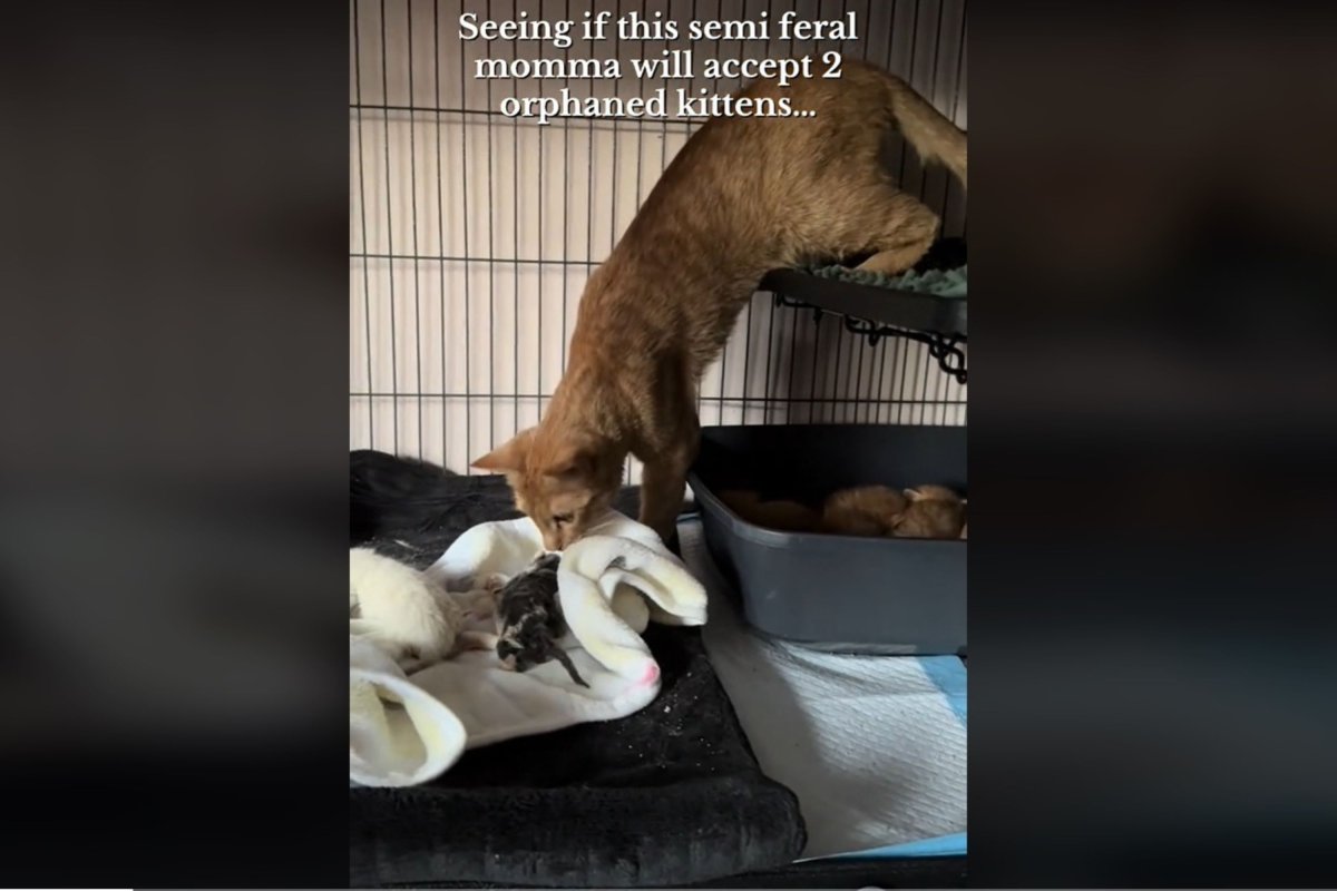 Cat mom examining orphaned kittens.