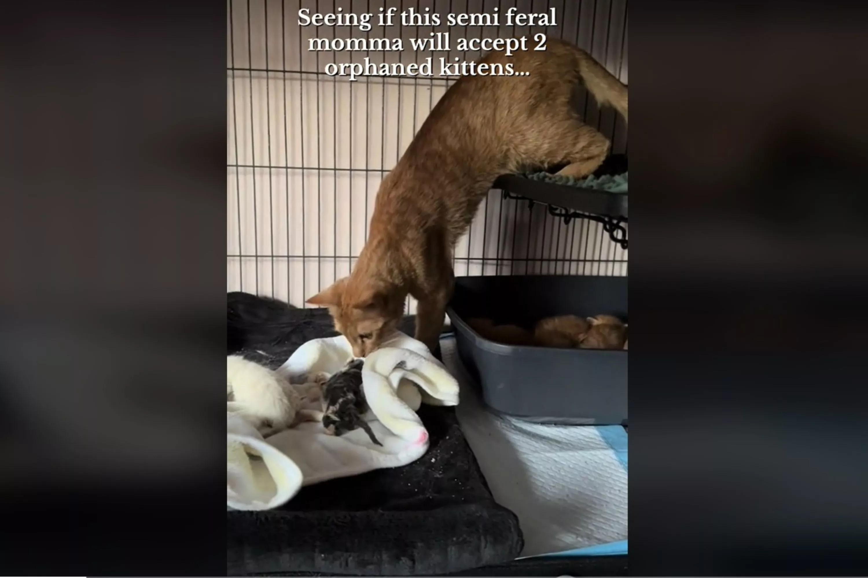 Internet enthralled by moment "semi-feral" cat meets orphaned kittens