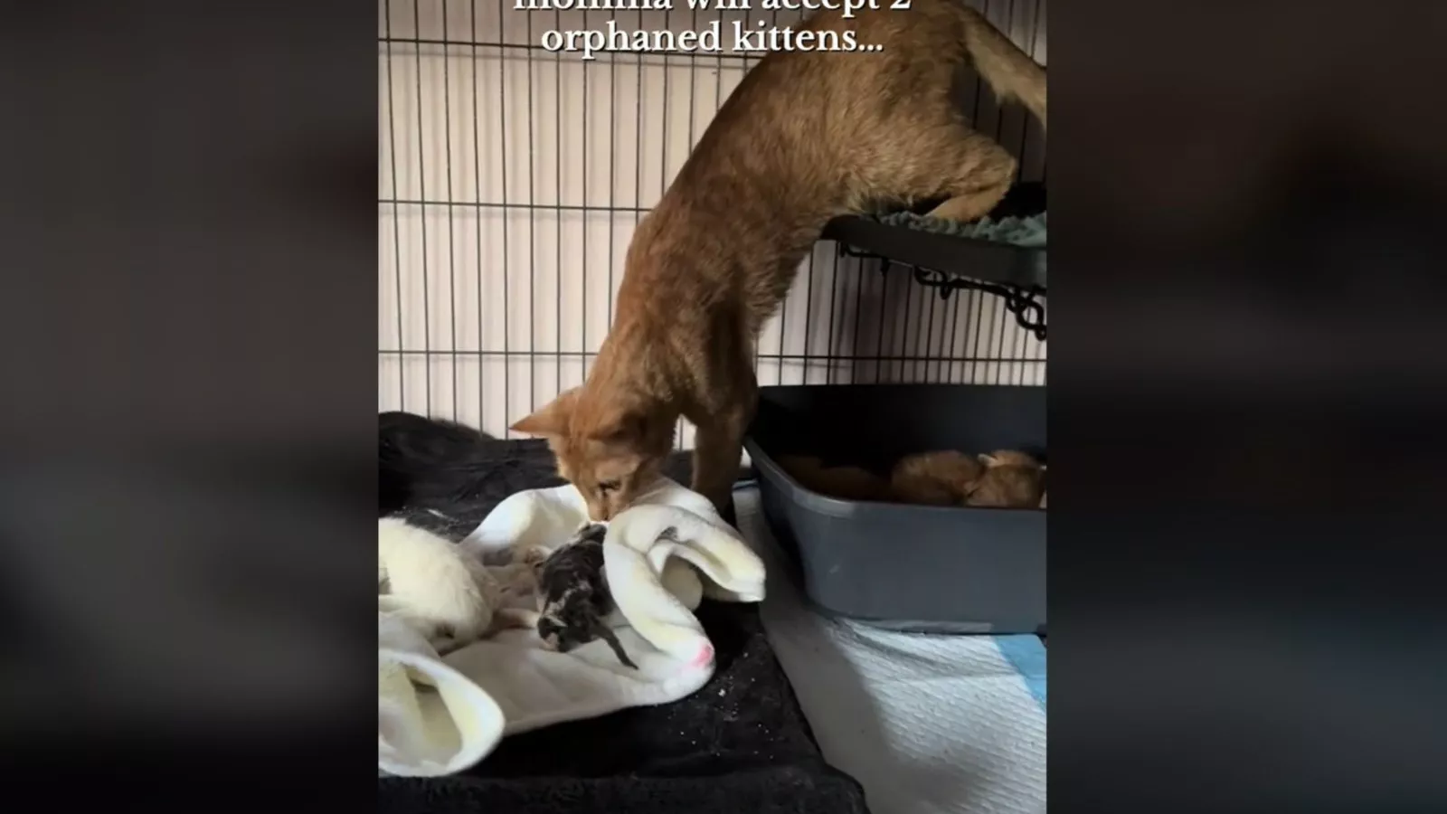 Internet enthralled by moment "semi-feral" cat meets orphaned kittens