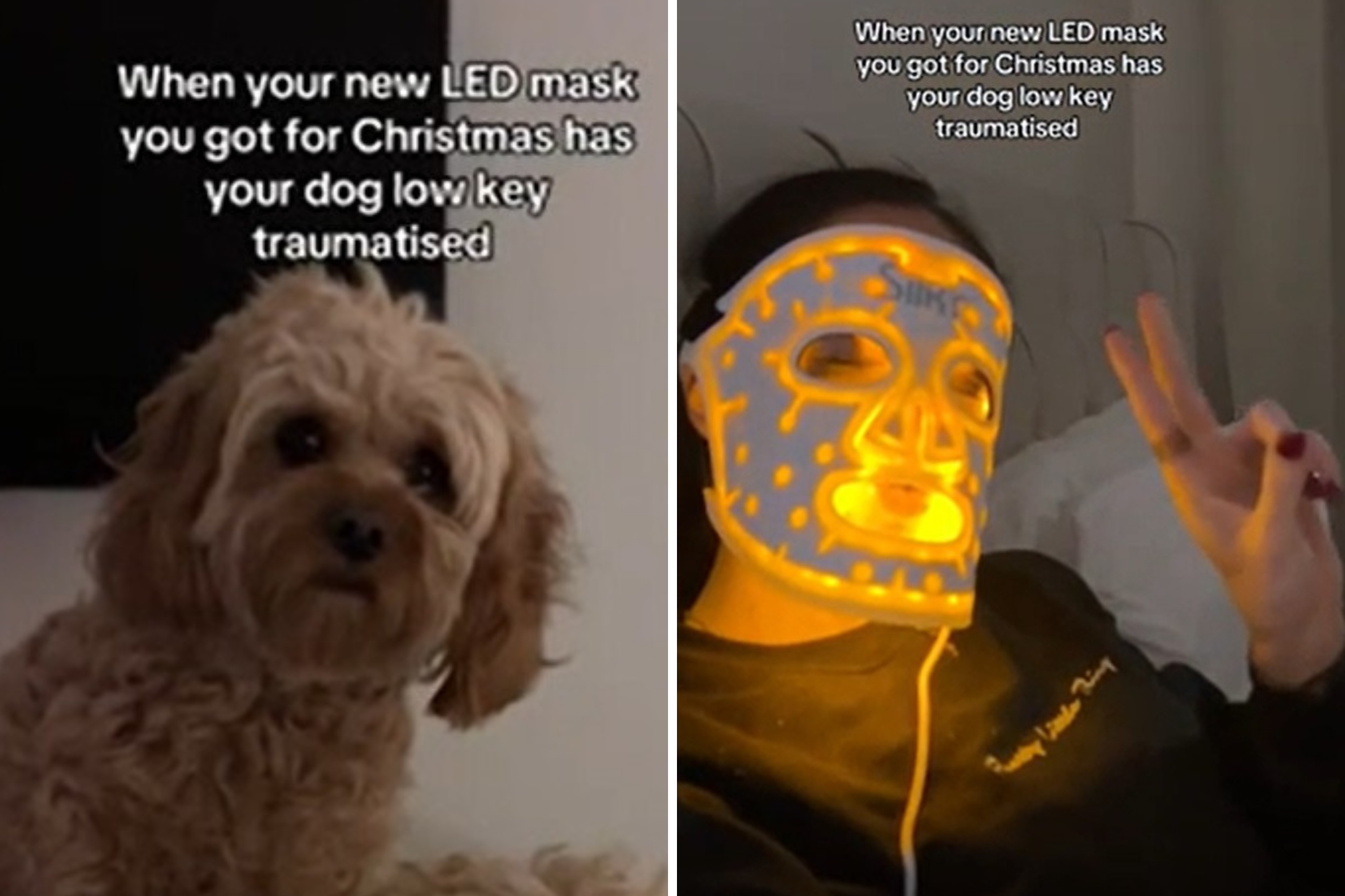 Dog Low-Key Traumatized by Owners New Beauty Regime