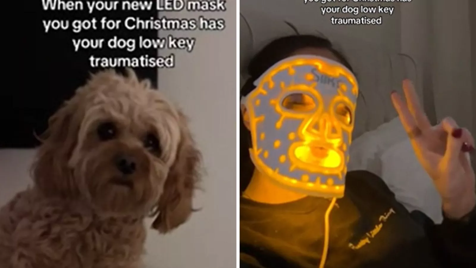 Dog "low-key traumatized" by owner's new beauty regime