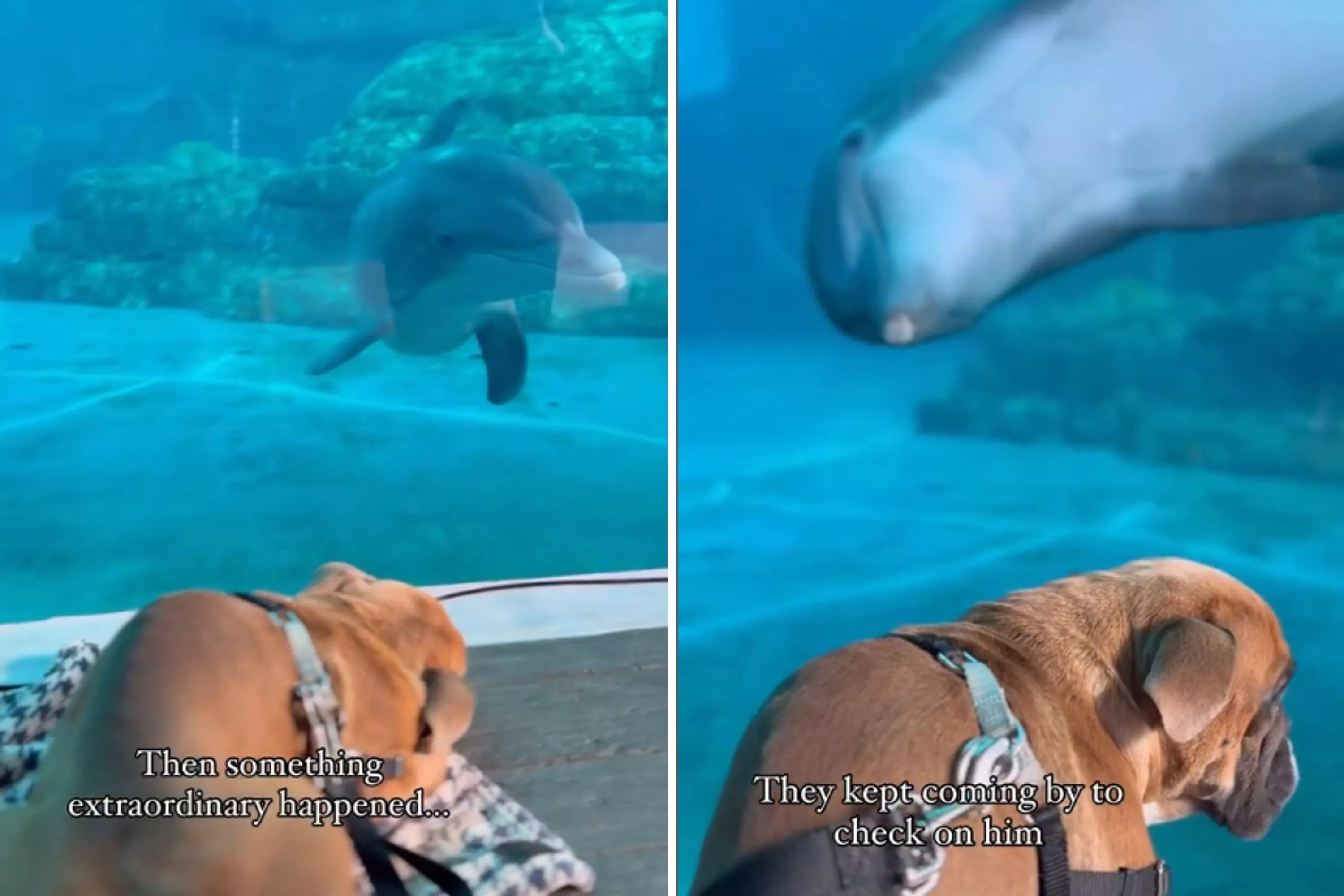 Special needs dog at aquarium loses balance -- dolphins act immediately