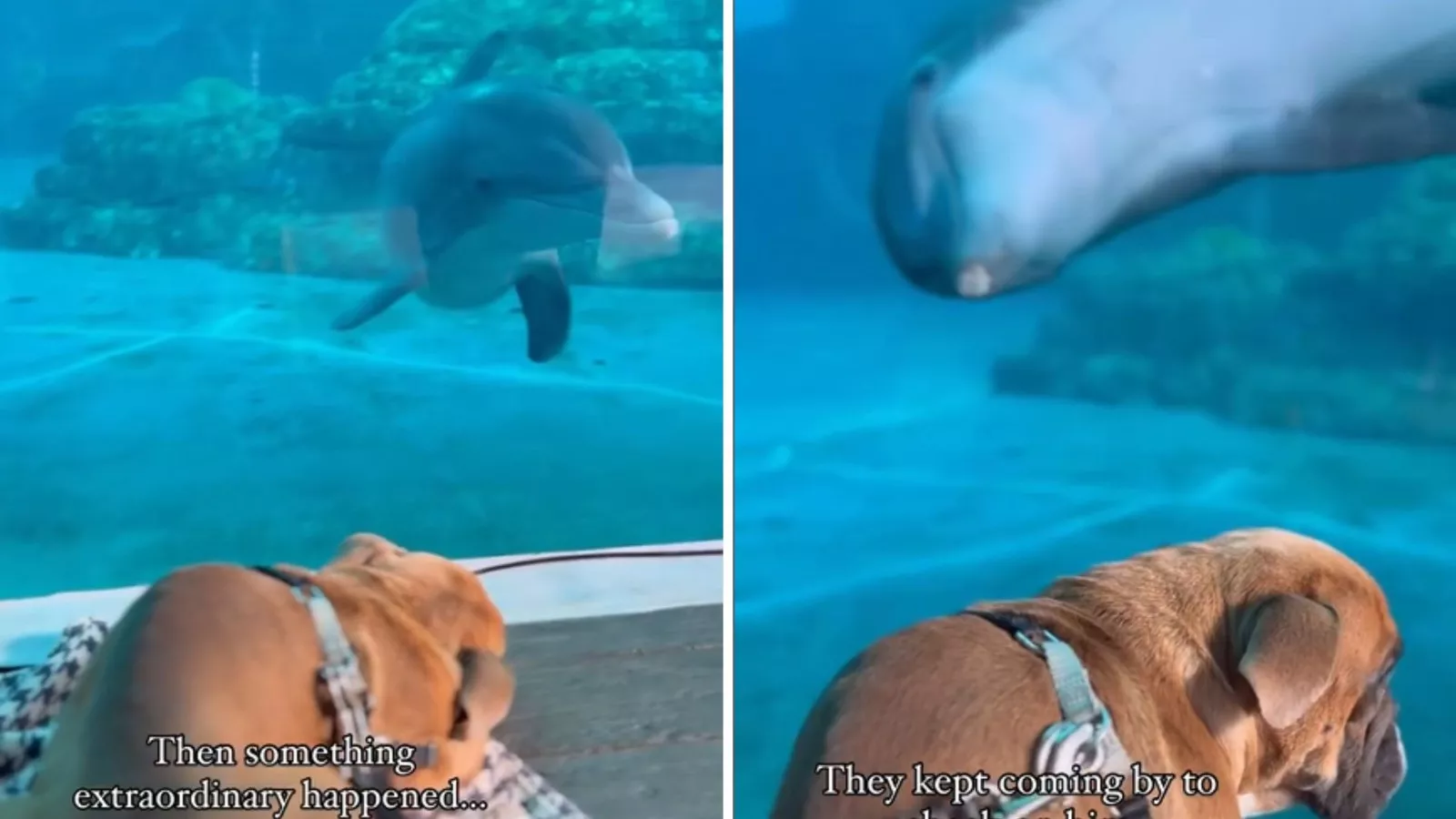 Special needs dog at aquarium loses balance -- dolphins act immediately