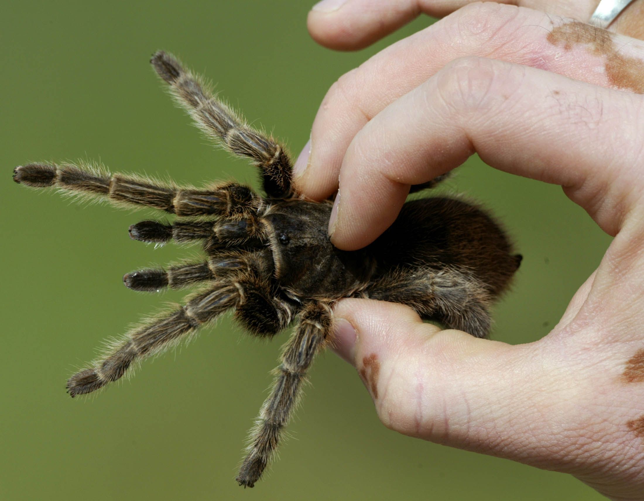 tarantula spiders eating fish spider tarantulas found states reuters species everywhere wasp united chilean romero henry rose newsweek