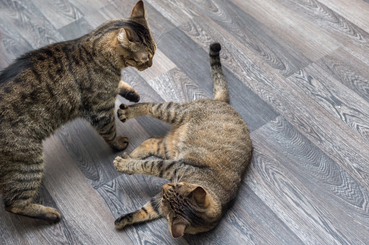 two tabby cats playing