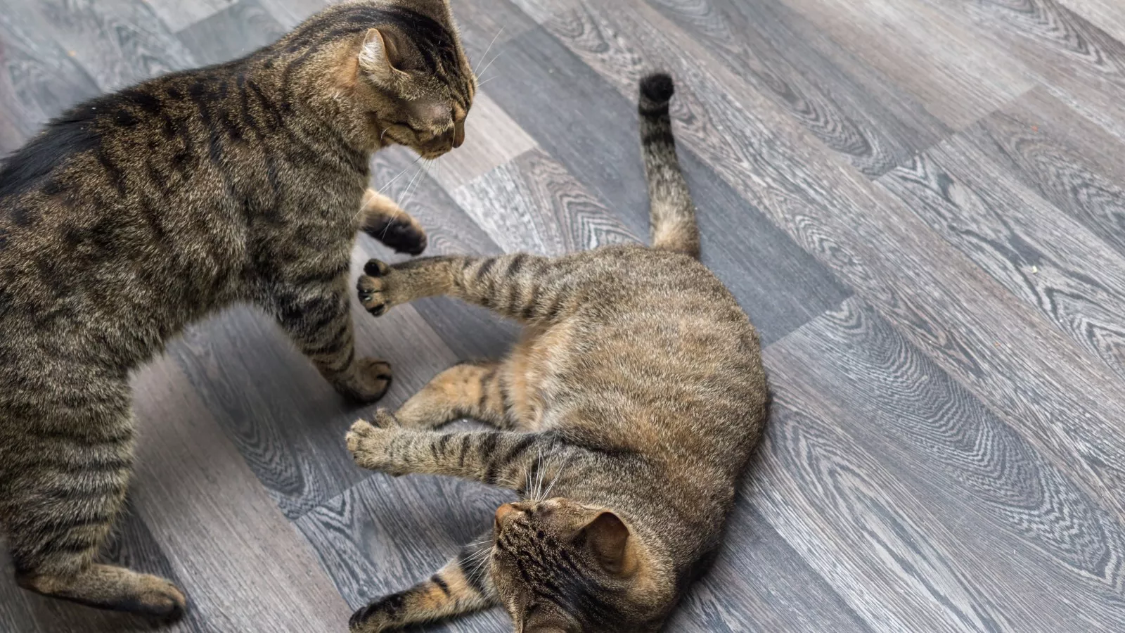 Owners get new kitten for their cat -- their relationship goes viral