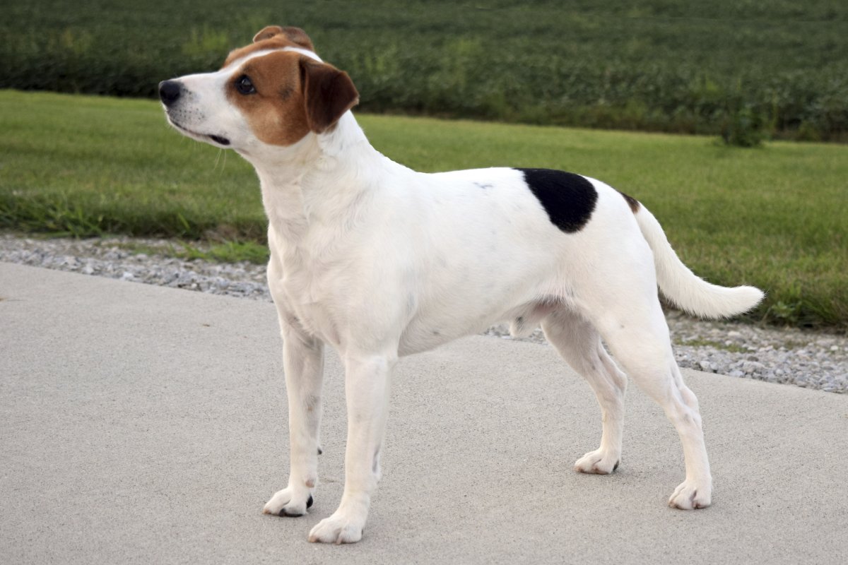 Danish-Swedish Farmdog