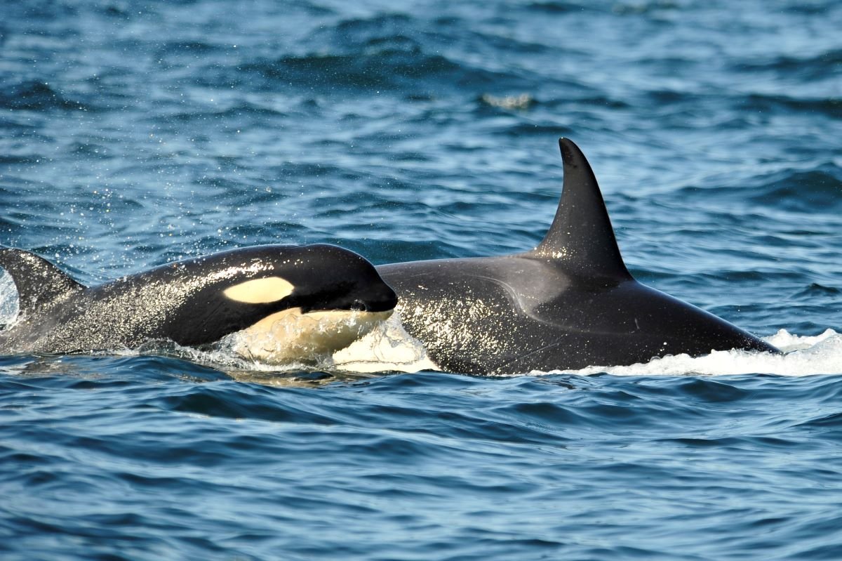 An orca and her calf