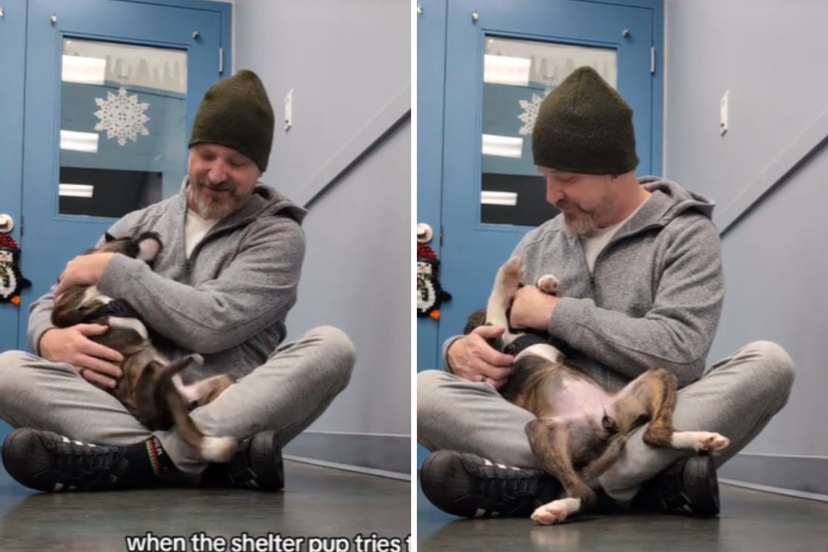 Dog jumps into man's lap 