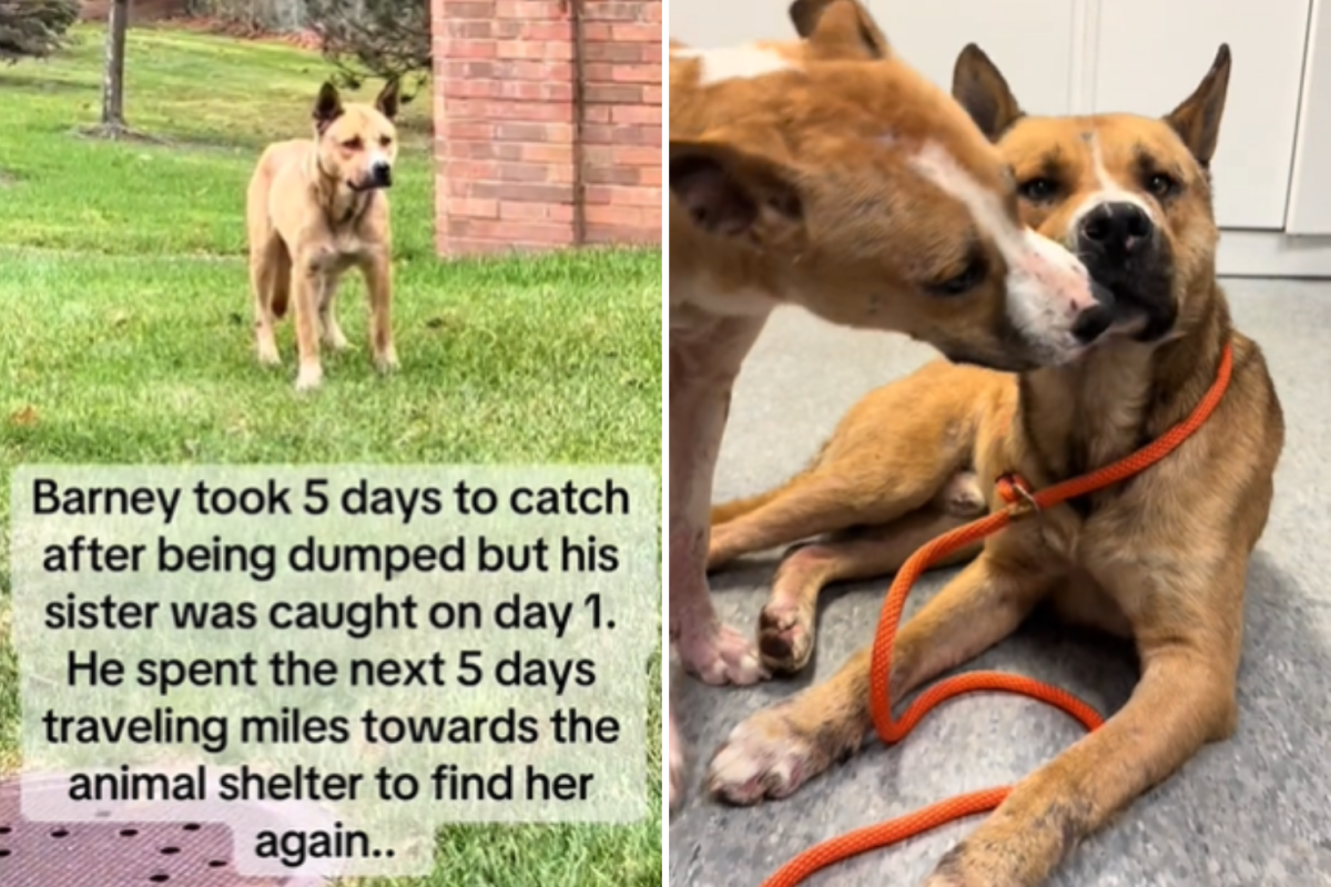 Dog Dumped by Owner Travels for 5 Days To Find Sister in Shelter