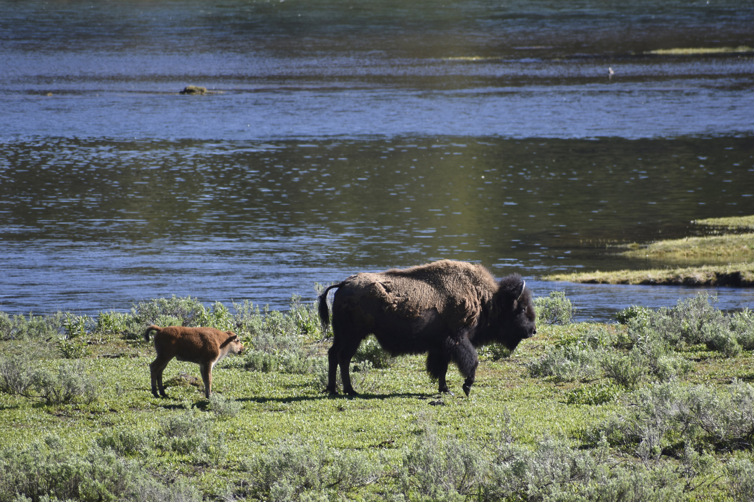 Montana hits Yellowstone with lawsuit over bison plan