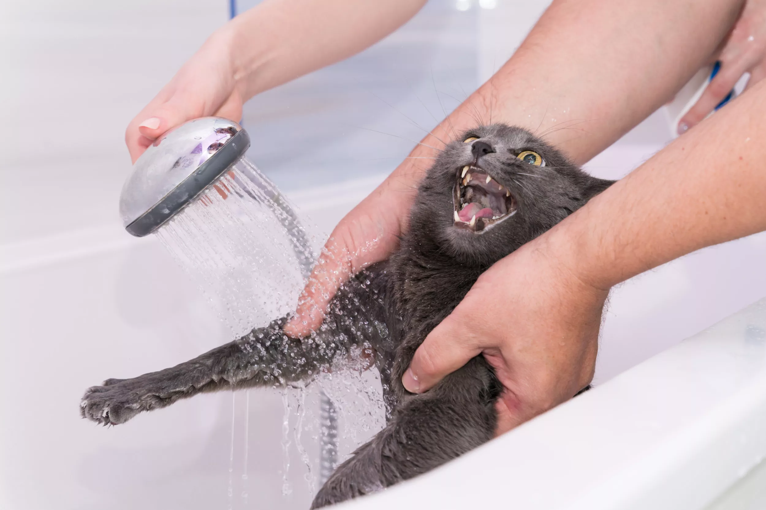 Cat desperately trying to escape bath time leaves internet in stitches