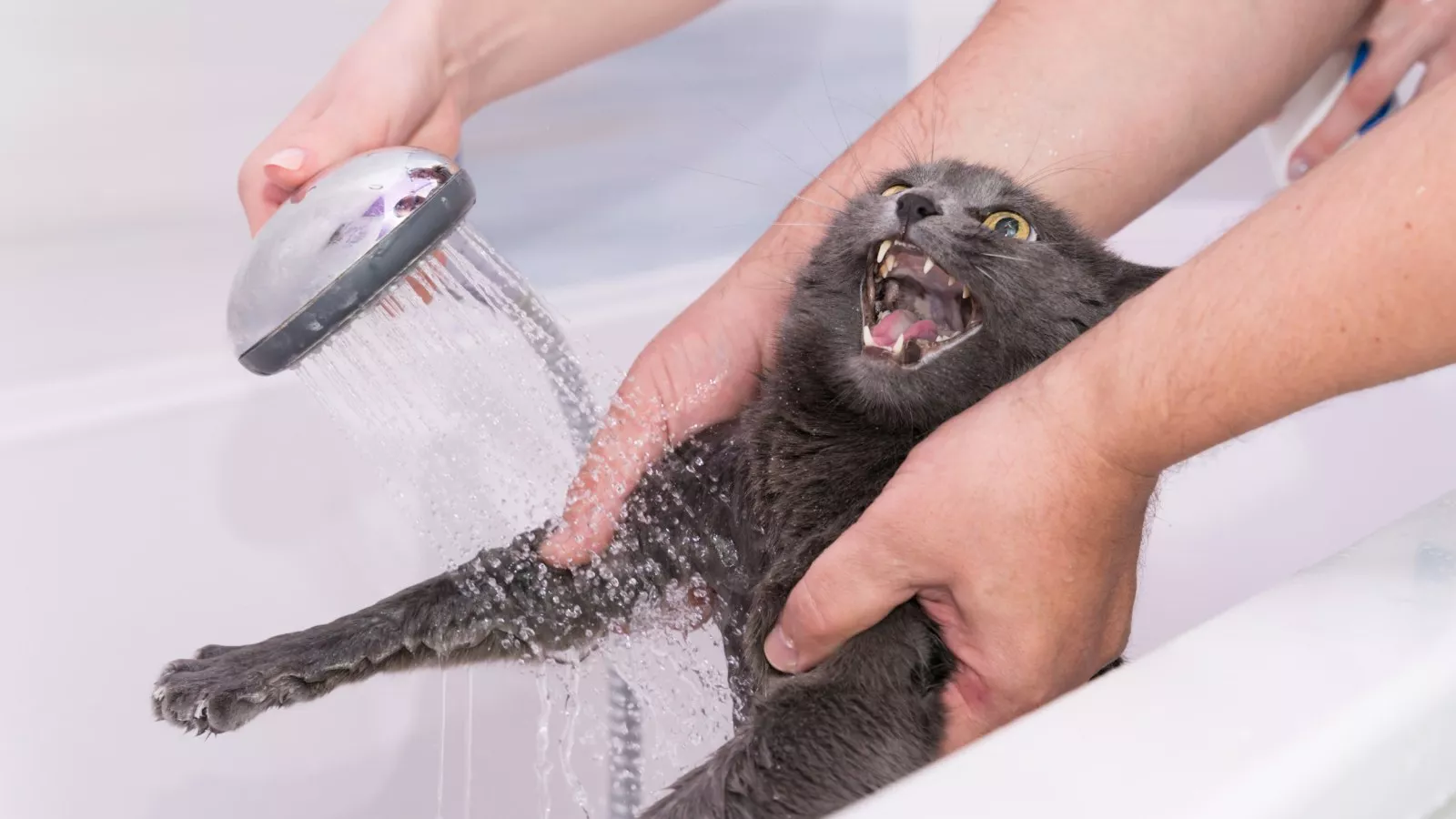 Cat desperately trying to escape bath time leaves internet in stitches
