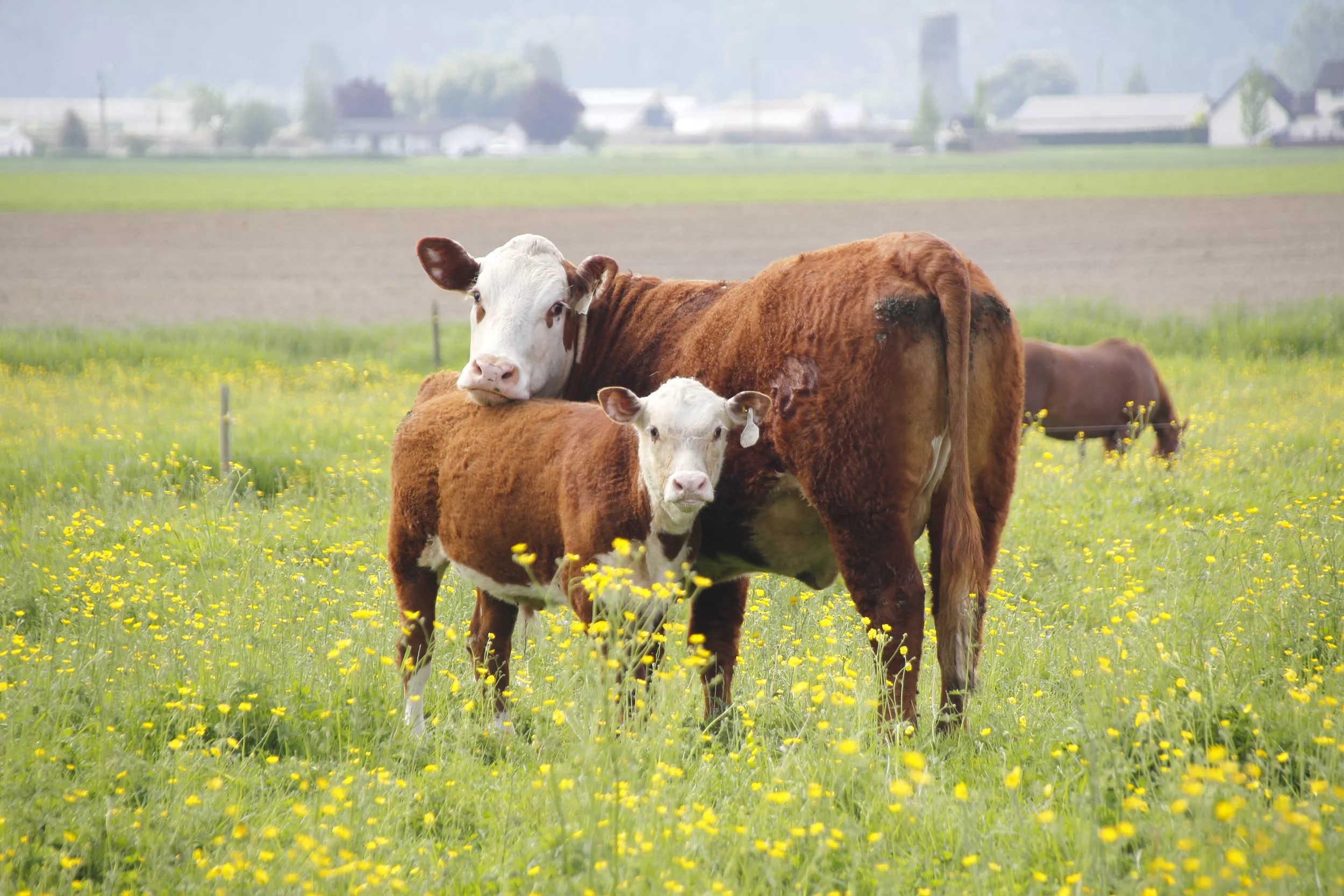 Moment cow realizes she's "responsible" for baby she had three days ago