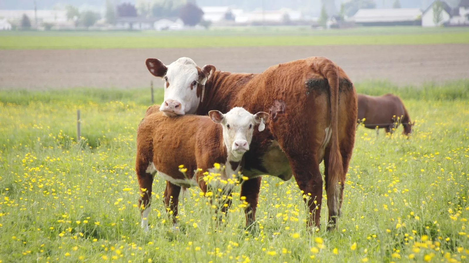 Moment cow realizes she's "responsible" for baby she had three days ago