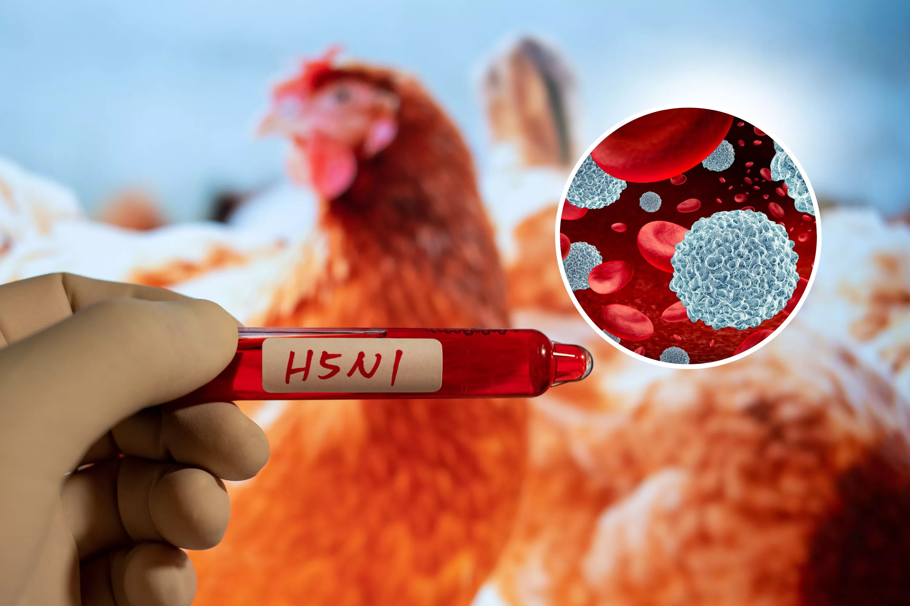 Bird flu update: How regular influenza may help protect you