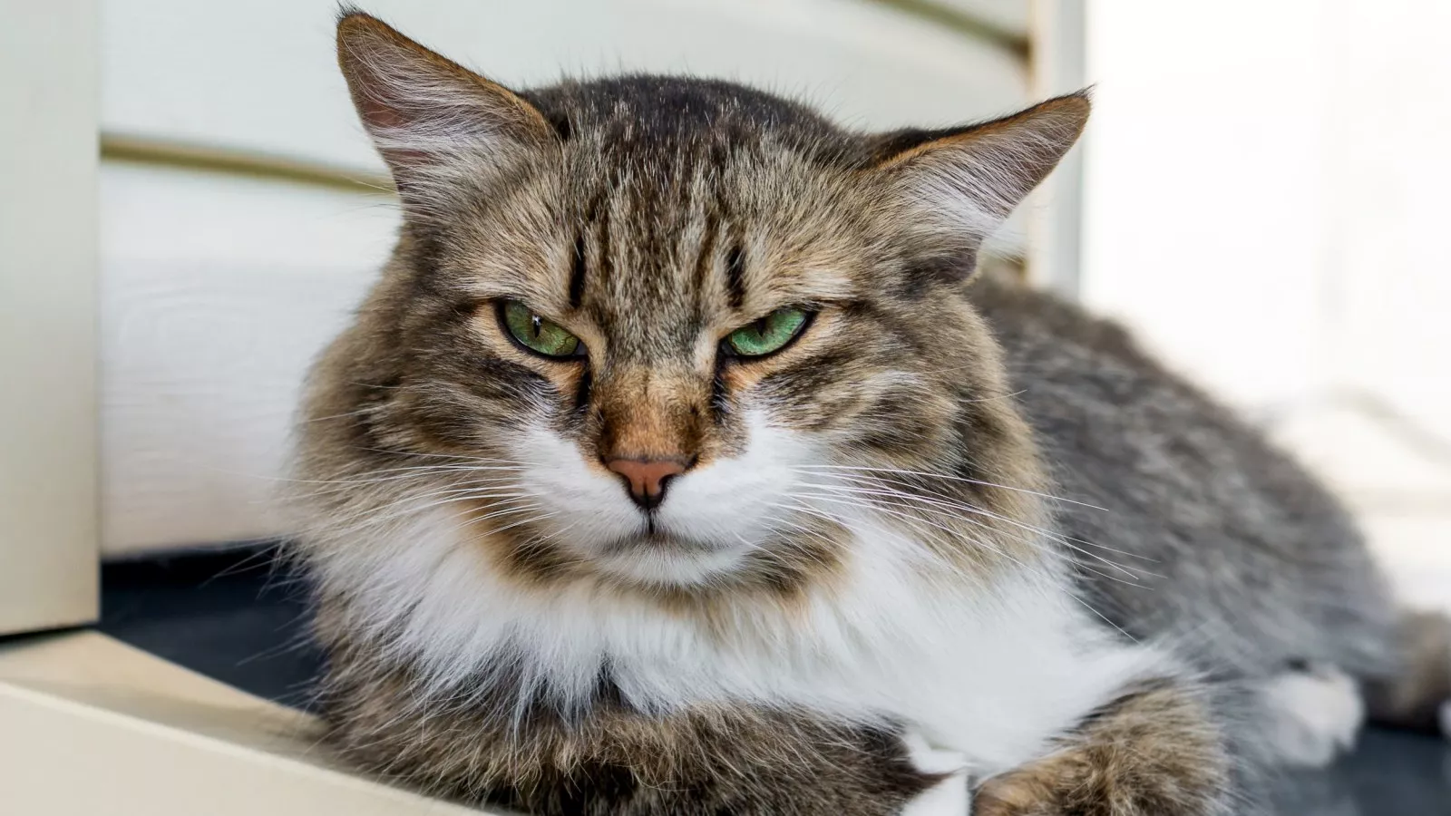 Hysterics at grumpy cat's reaction after "spare human" mishap