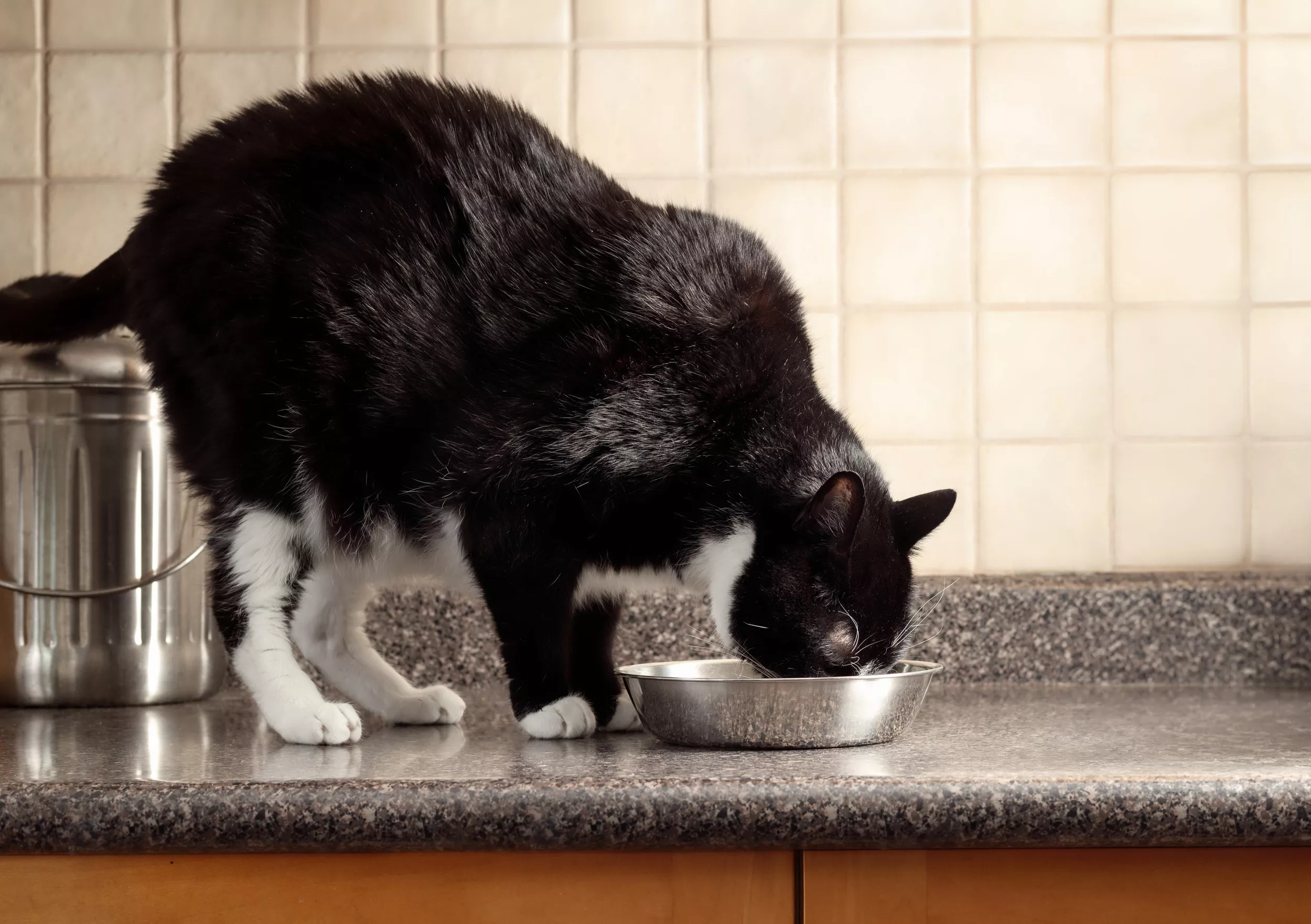 Owner buys fancy water drinking fountain, cat knows exactly what to do