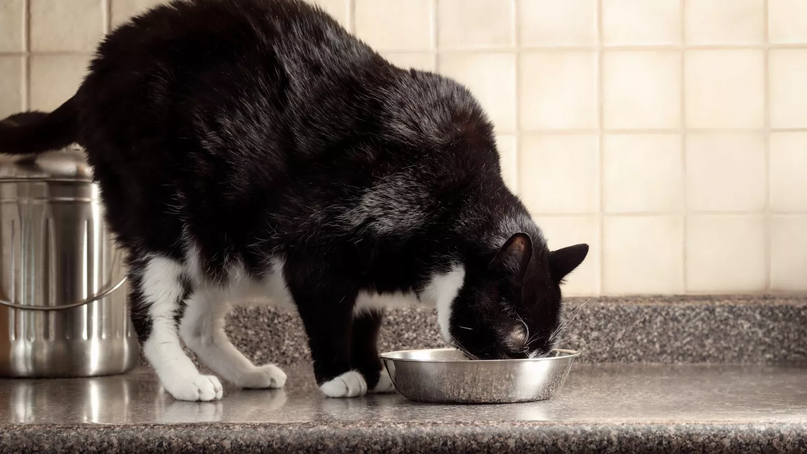 Owner buys fancy water drinking fountain, cat knows exactly what to do