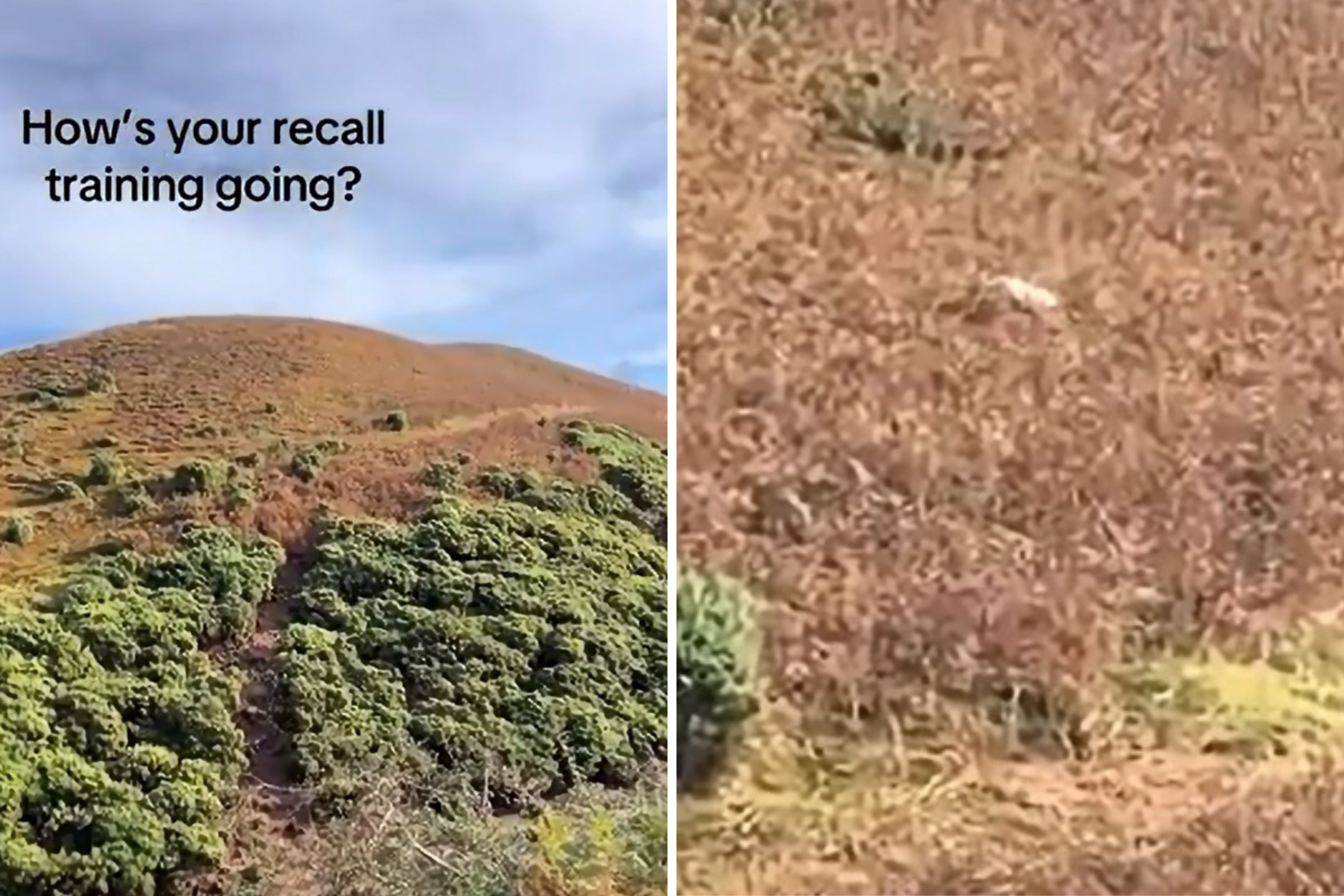 Progress of Cocker Spaniels Recall Training Leaves Internet in Stitches