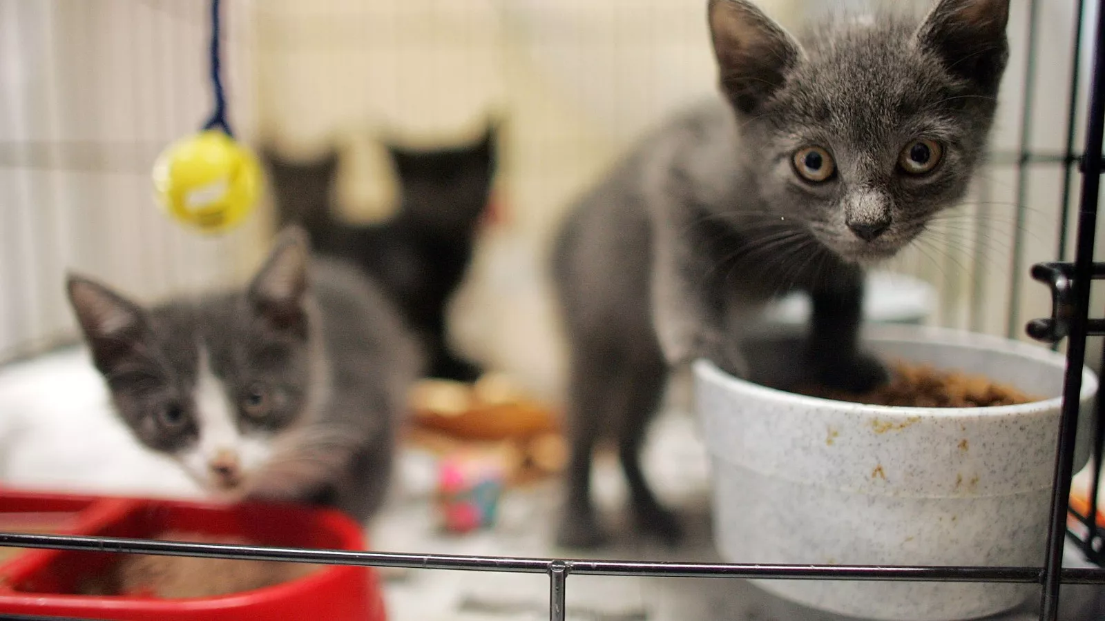 Pet food recall in 6 states as warning issued to owners