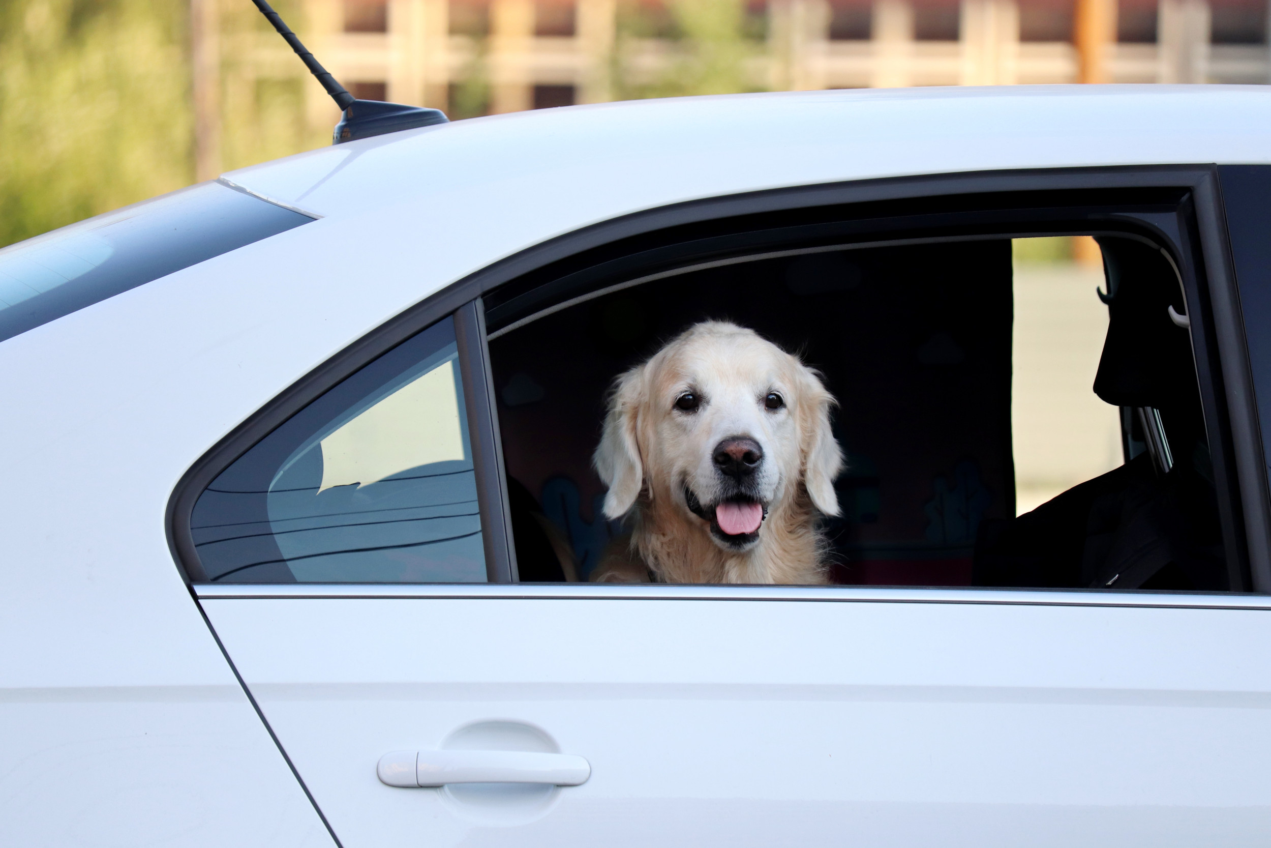 Labrador goes viral after confused attempt to enter owner's car through ...