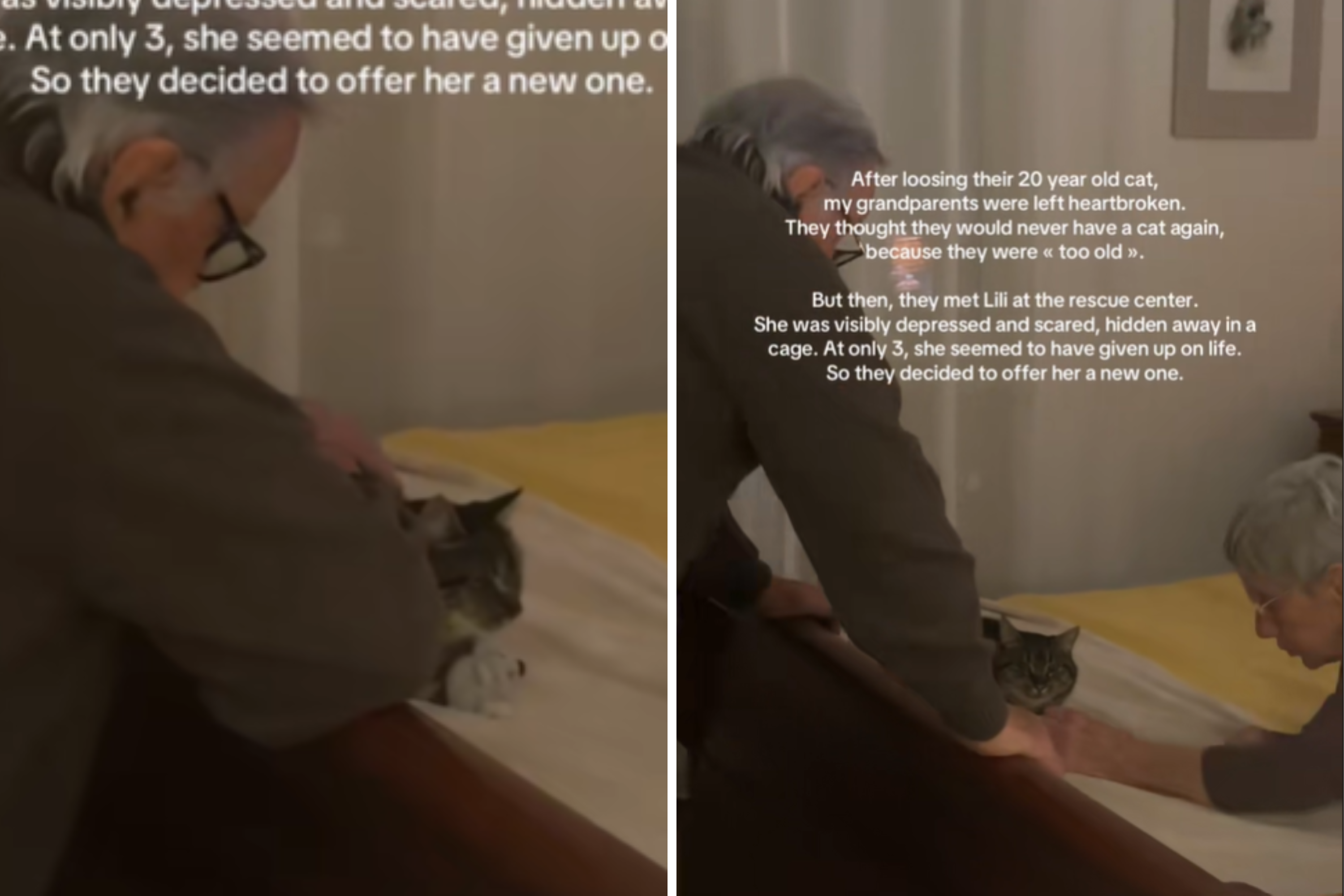 Grieving Grandparents Lose 20-Year-Old Cat, Then Something Amazing Happens