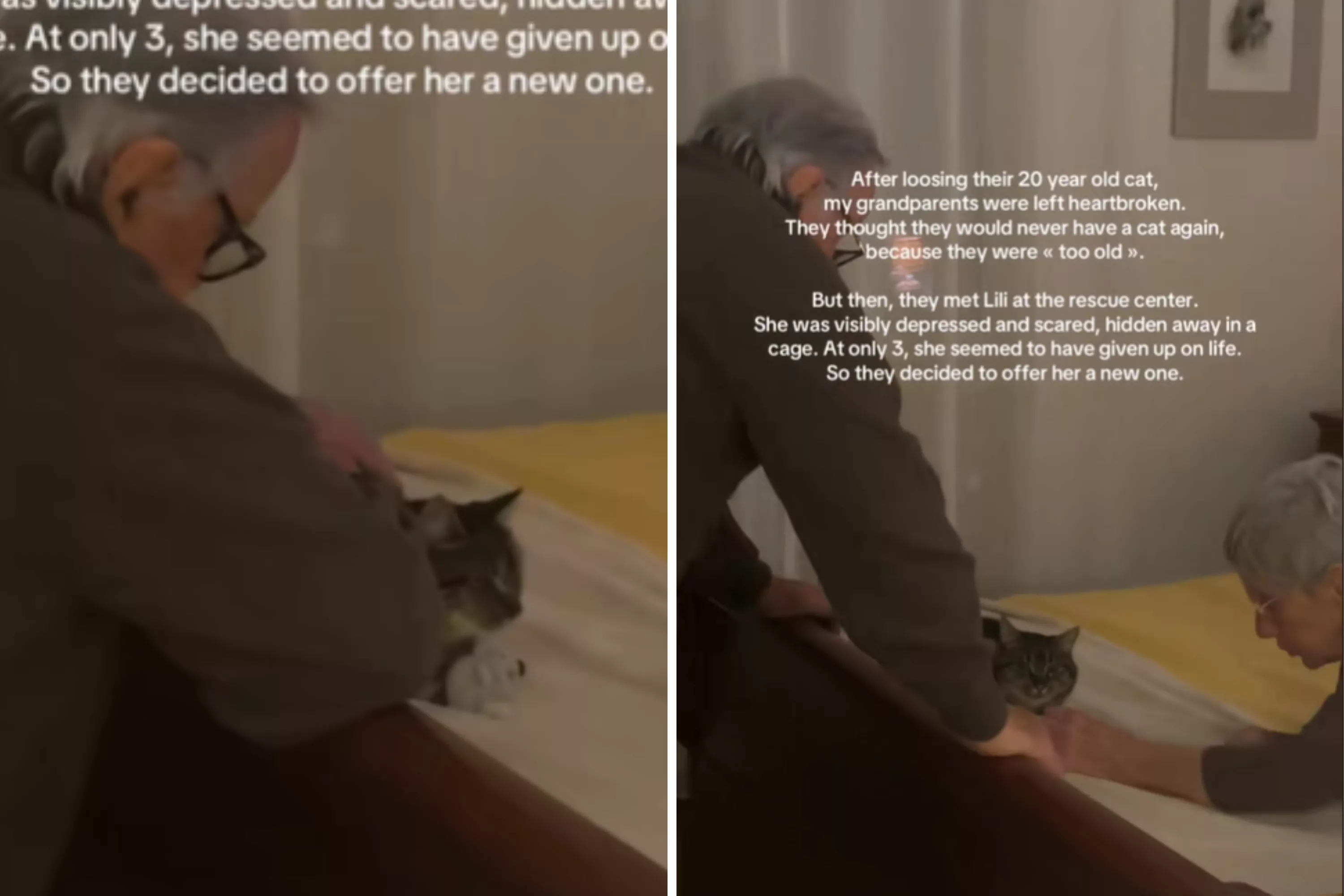 Grieving grandparents lose 20-year-old cat, then something amazing happens