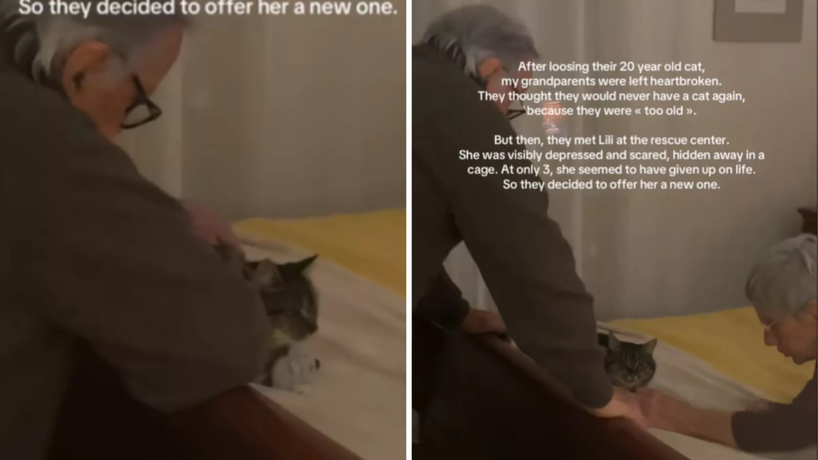 Grieving grandparents lose 20-year-old cat, then something amazing happens