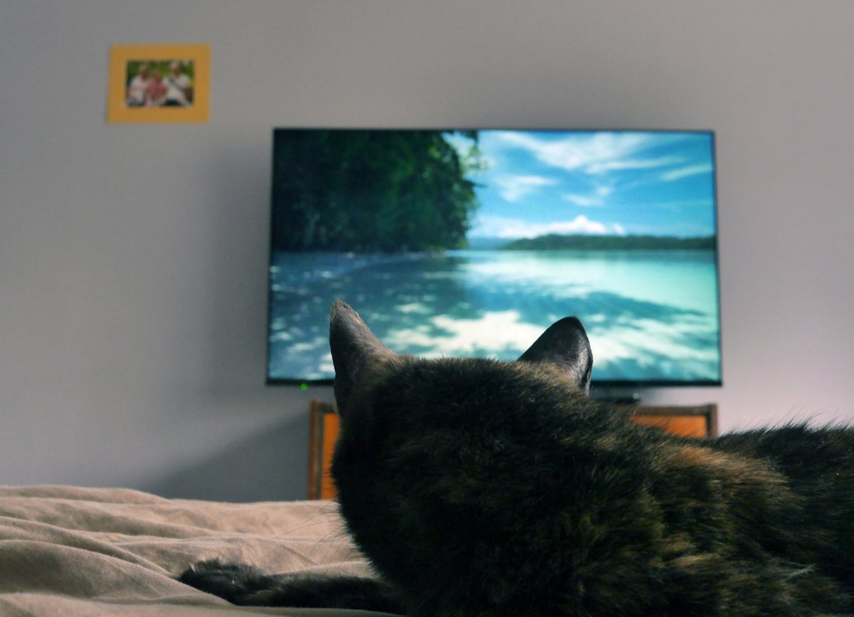 cat watching tv