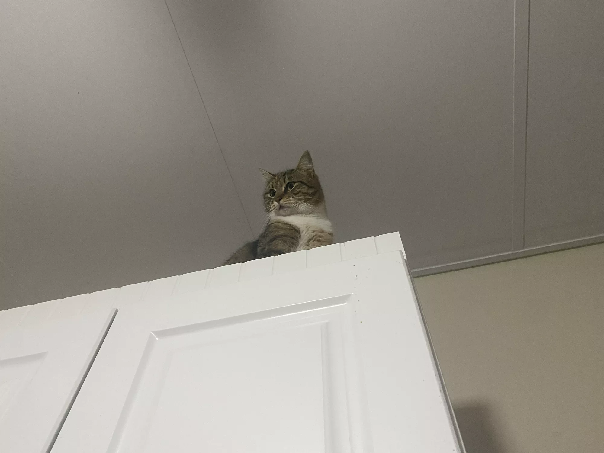 Boyfriend applauded for how he helps cat catch bug on ceiling: "teamwork"