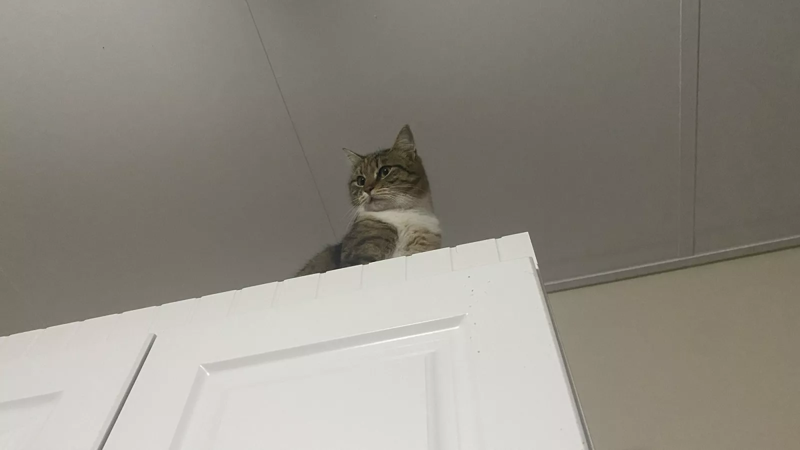 Boyfriend applauded for how he helps cat catch bug on ceiling: "teamwork"