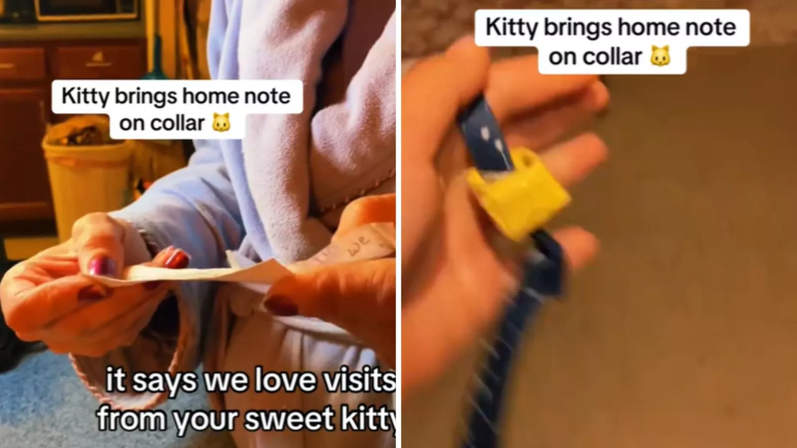 Cat returns home with note on collar -- Family shocked by what it reveals
