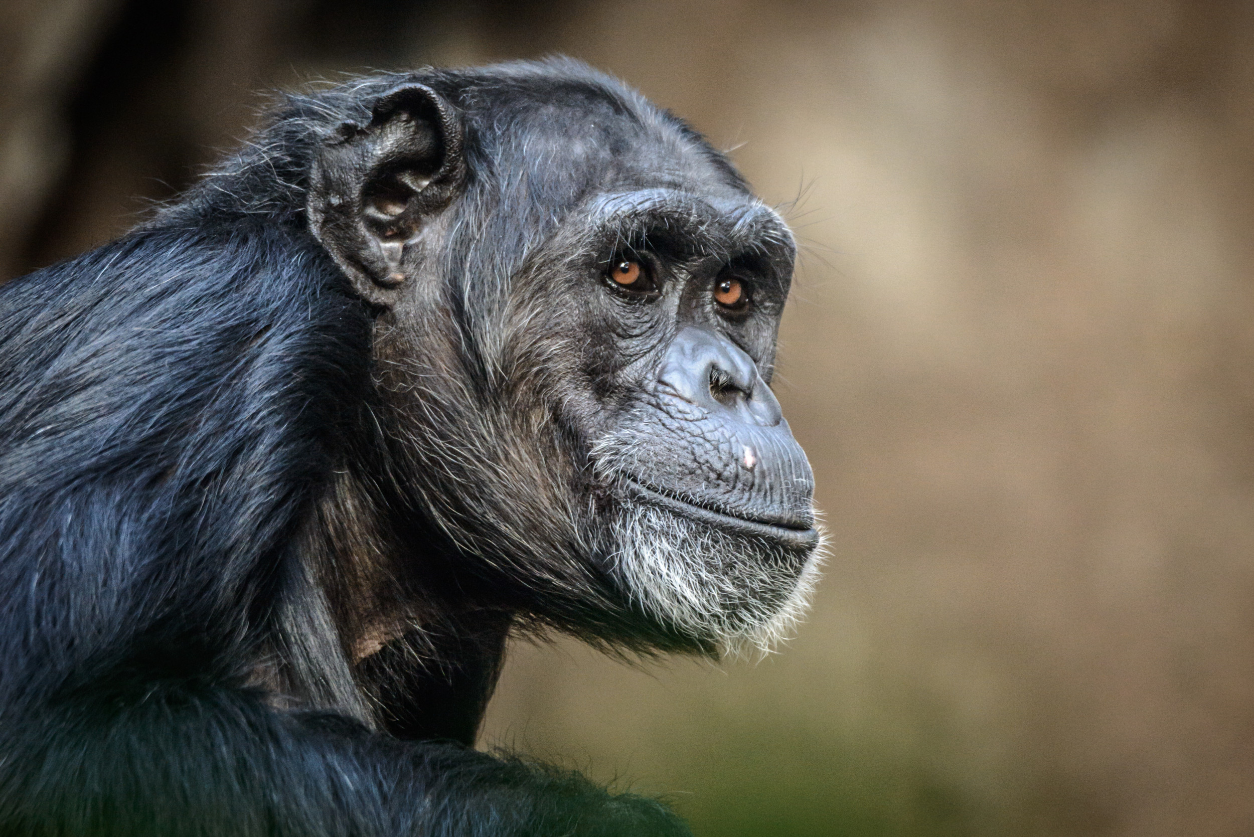 Study Reveals Chimpanzee Tool Use Mirrors Ancestors