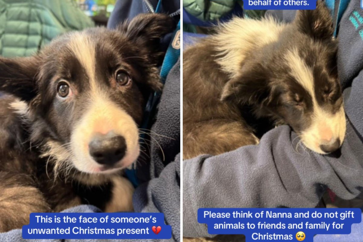 Border collie puppy returned