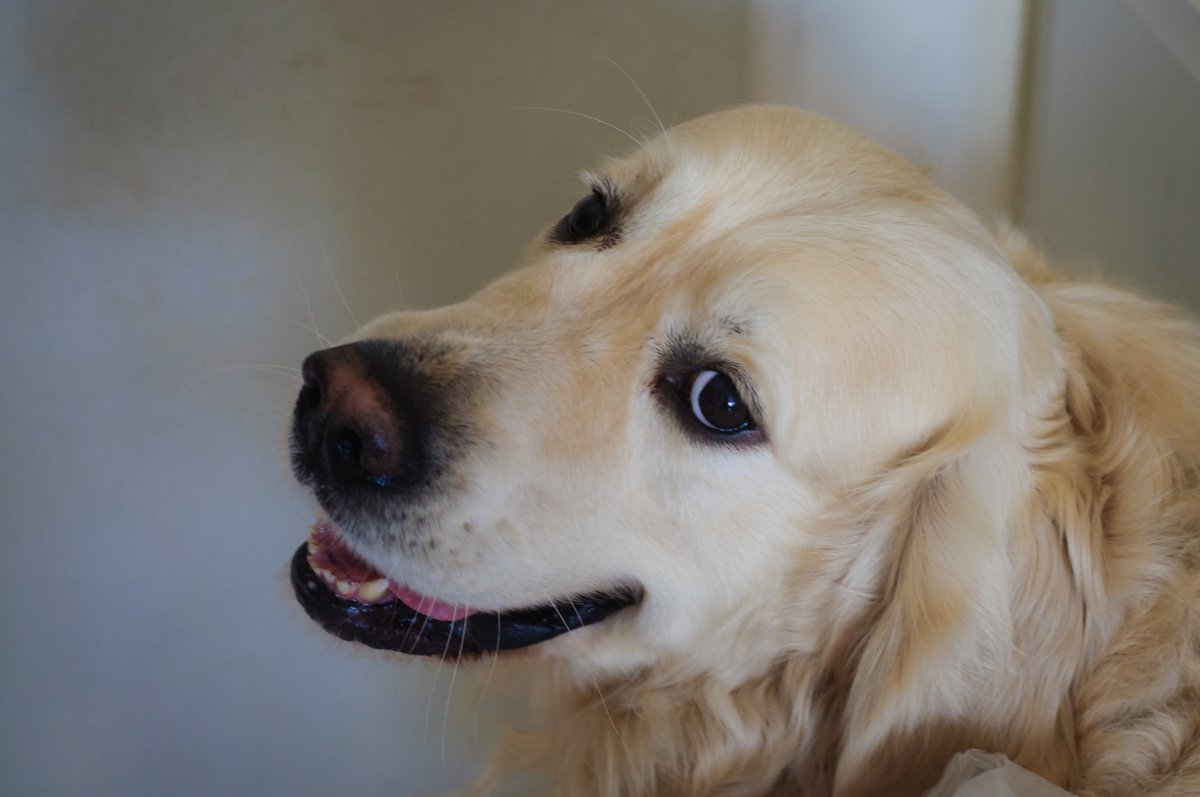 dog smiling - looking sideways