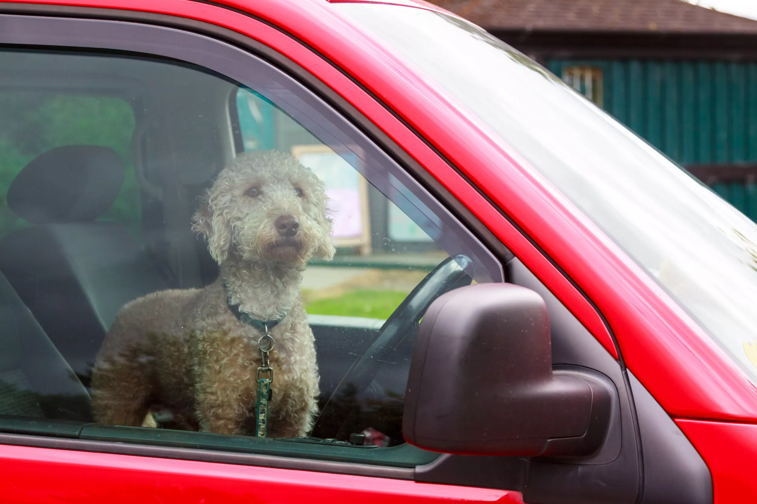Dog's reaction to stranger talking to him in car delights: "Absolutely not"