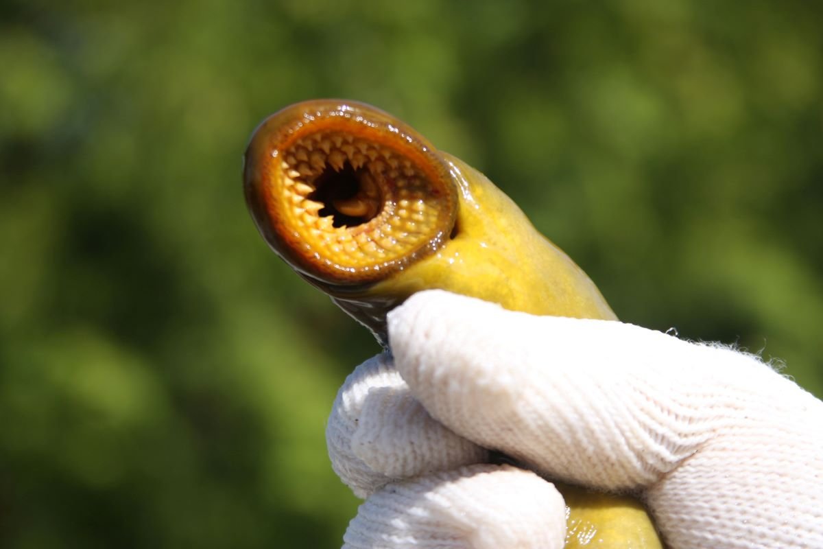 sea lamprey