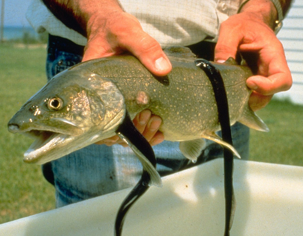 Sea Lamprey on a fish