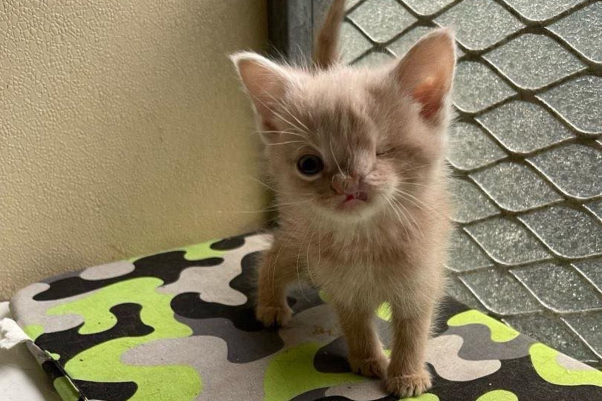 Kitten born with one eye