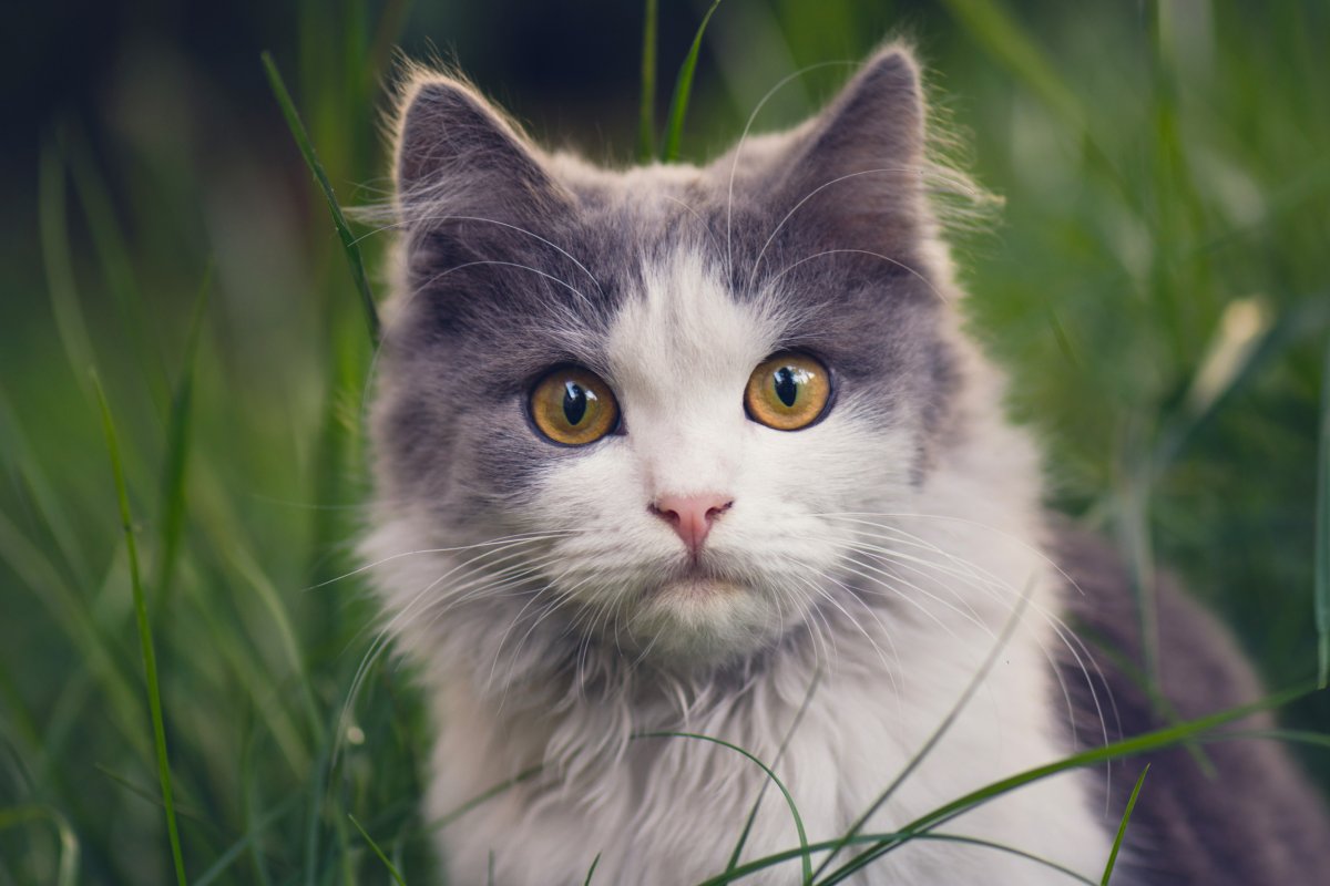 cat outdoors