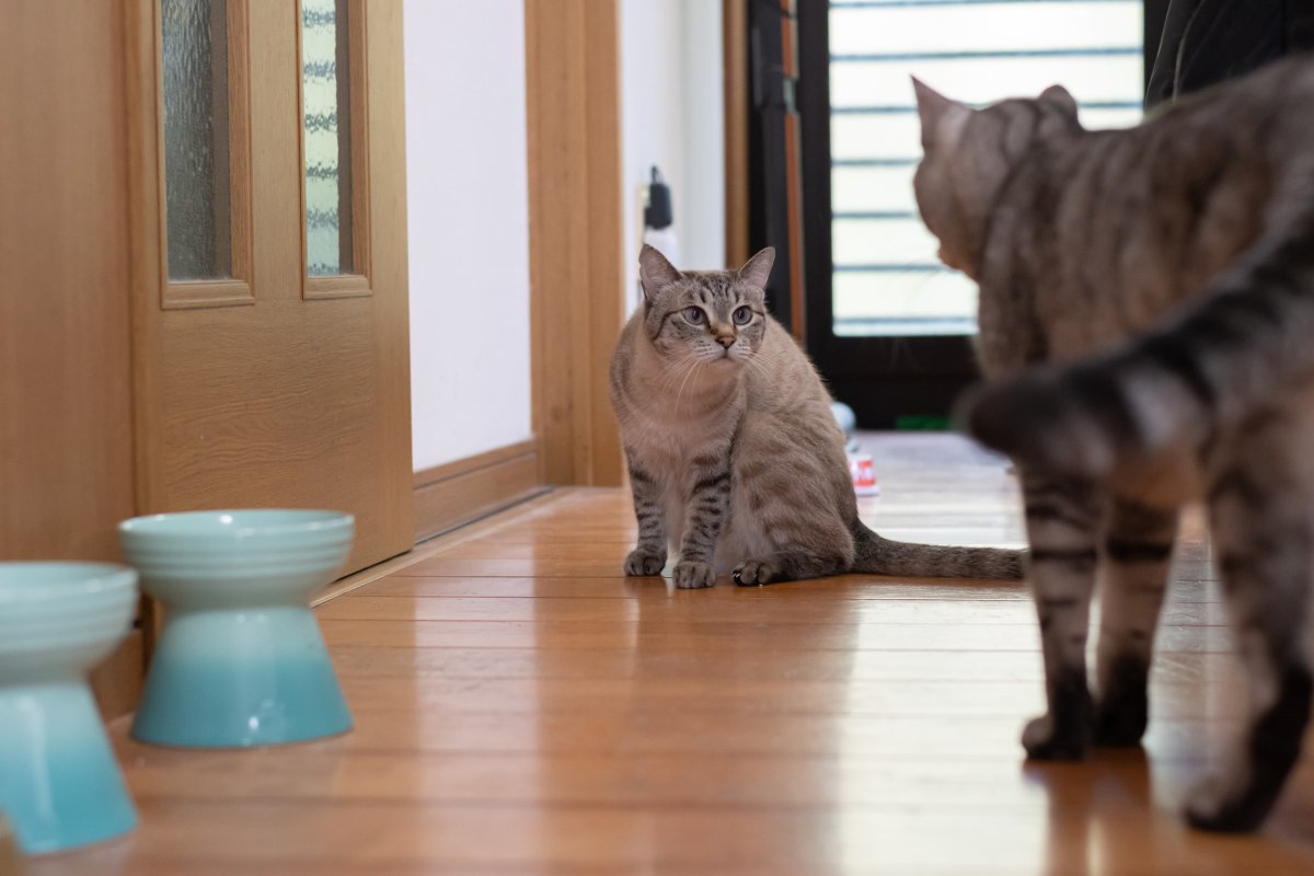 two cats ready to fight