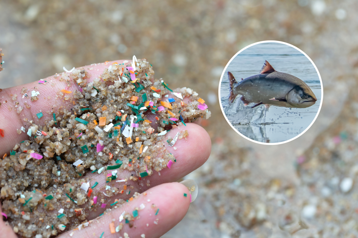 Microplastics and a fish