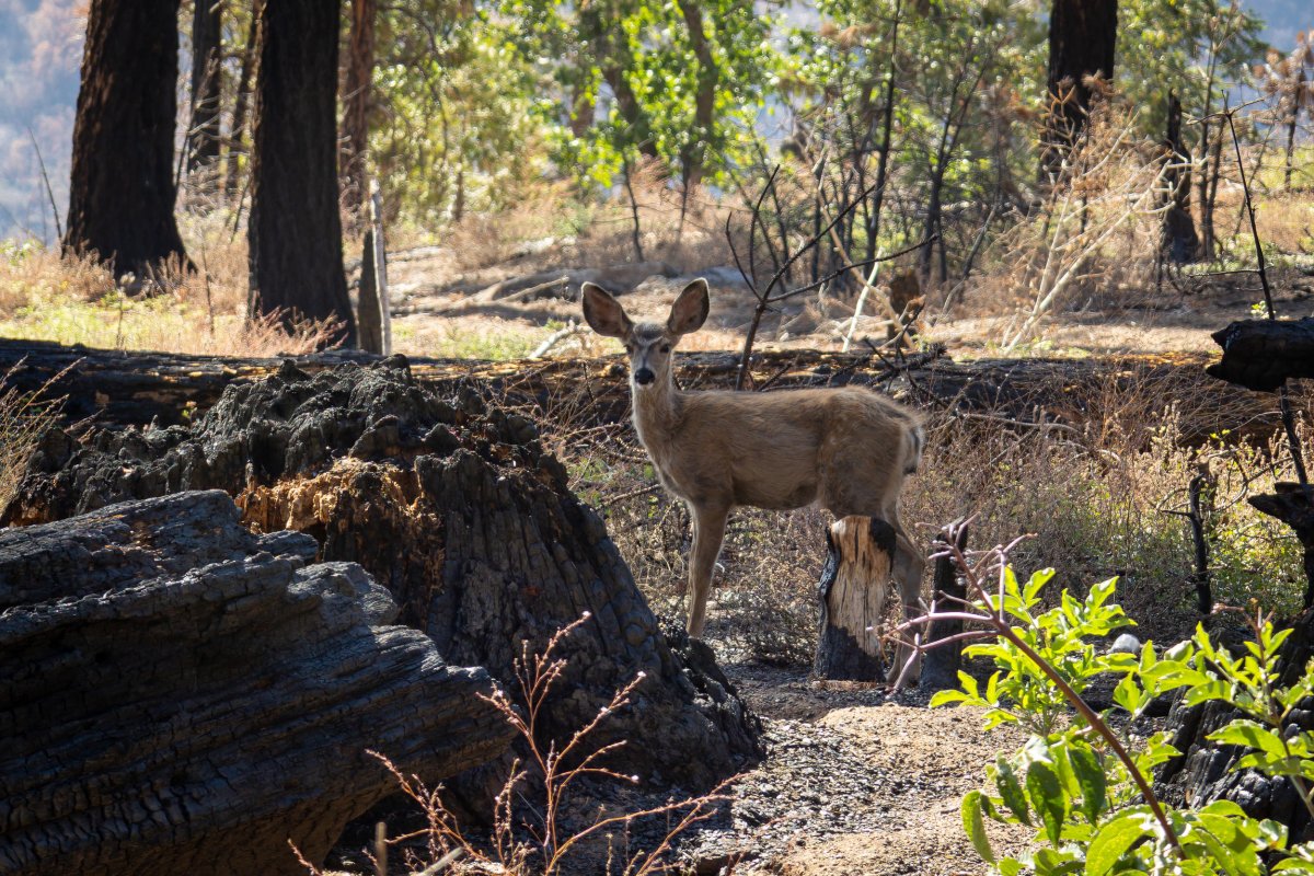 Deer near burnt trees atSequoia National Park,California.