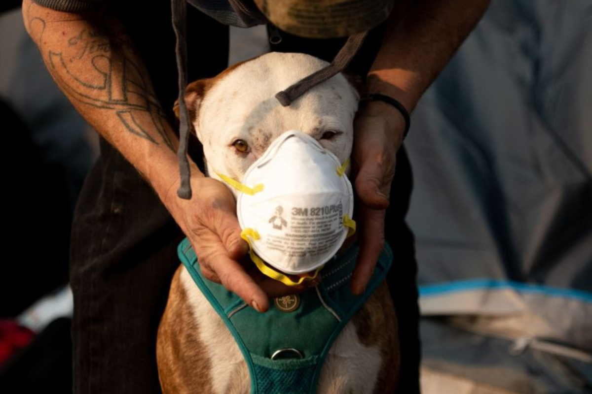 LA Fires: Expert Reveals How to Keep Dogs and Cats Safe During ...