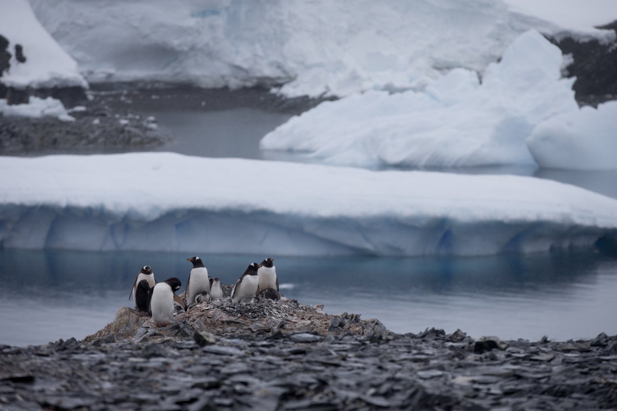 Antarctica Penguins